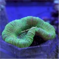 BRAIN CORAL         WILD INDO